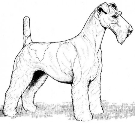 Wire Fox Terrier Coloring Page | CreativeTherapyTools