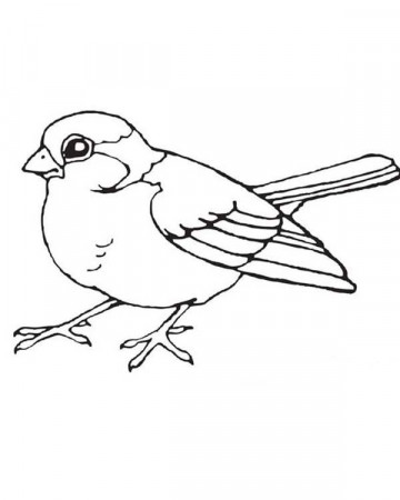 Robin Coloring Pages - Best Coloring Pages For Kids | Bird drawings, Bird  coloring pages, Animal coloring pages