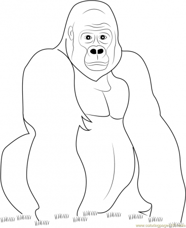 Gorilla Look at You Coloring Page - Free Gorilla Coloring Pages ...