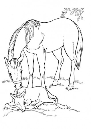 Coloring Pages | Baby Horse with Mom Coloring Page