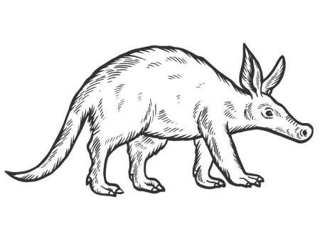 Aardvark Coloring Pages - Free Printable Coloring Pages for Kids