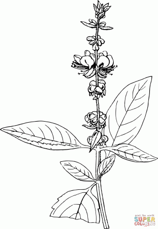 American Basil coloring page | Free Printable Coloring Pages