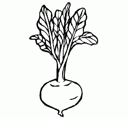 beetroot coloring page - Coloringcrew.com