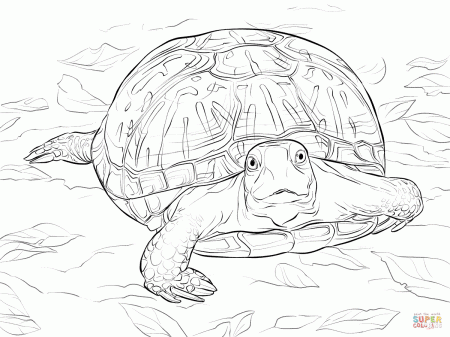 Realistic Ornate Box Turtle coloring page | Free Printable Coloring Pages