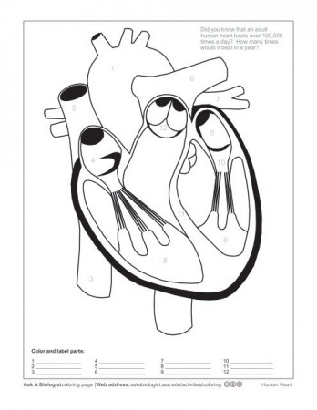 Ask A Biologist - Human Heart - Coloring Worksheet