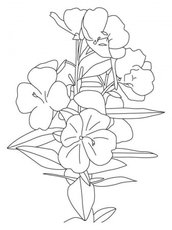 Buttercup flower coloring pages. Download and print Buttercup flower coloring  pages