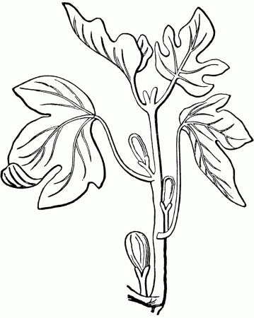 Fig Tree | ClipArt ETC