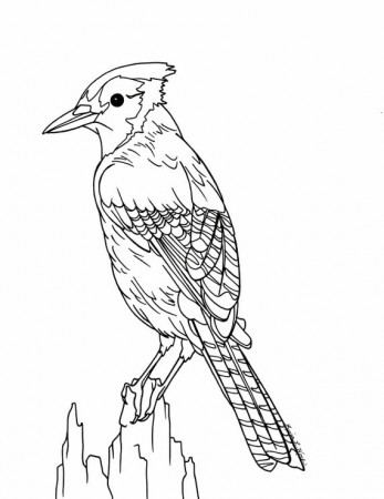 Blue Jay Coloring Page | Etsy
