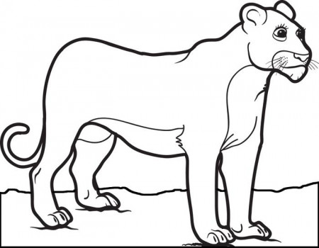 Mountain Lion Line Drawing (Page 4) - Line.17QQ.com