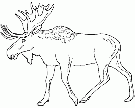 Animal Coloring Pages Moose - Coloring Pages For All Ages