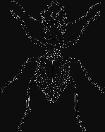 Clipart - Manticora tuberculata