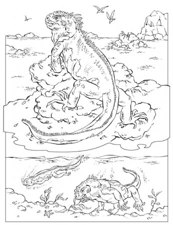 Alligato Animal Coloring Pages For Kids