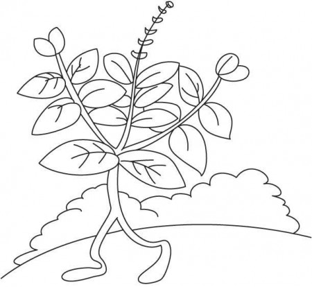 Coloring pages: Basil, printable for kids & adults, free to download