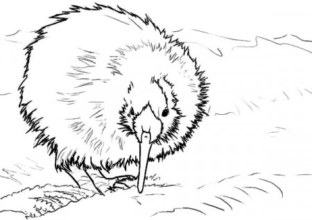 New Zealand Kiwi Bird Coloring Pages - Download & Print Online Coloring  Pages for Free | Color Nimbus