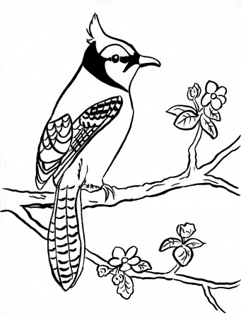 Blue Jay Coloring Page - Art Starts