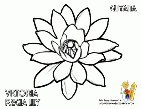 World Flower Coloring | Nations: Germany - Norway| Free| Flower ...