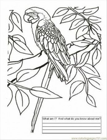 Coloring Pages Brazil Color Page (Countries > Brazil) - free 