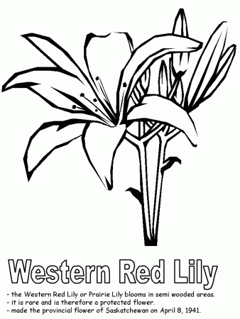 Western Red Lily coloring page