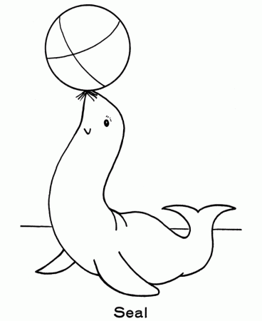 Seal Animal Drawing Images & Pictures - Becuo