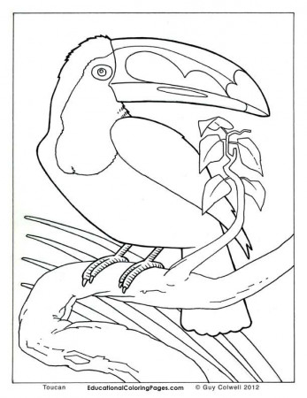 Birds Book Two Coloring Pages | Animal Coloring Pages for Kids