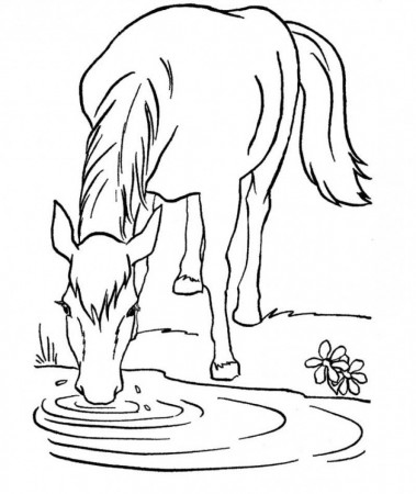 Horse Who Was Drinking Coloring Page - Kids Colouring Pages