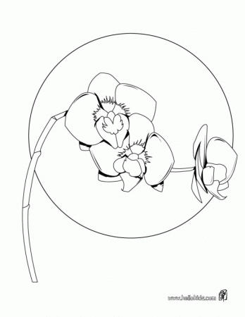 FLOWER Coloring Pages Orchid 145244 Daffodil Coloring Page
