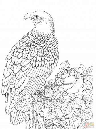 Bald Eagle Coloring Page Jpg 177564 Coloring Pages Of Eagles