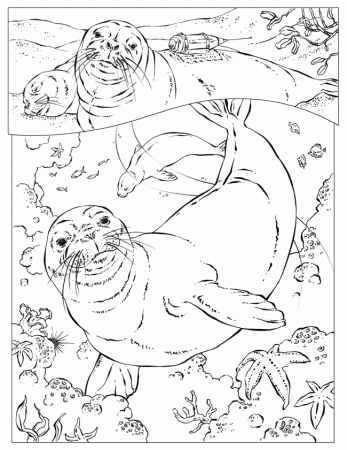monk seal Colouring Pages (page 2)