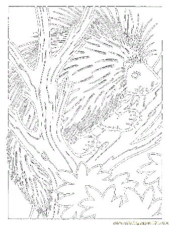 cute porcupines Colouring Pages