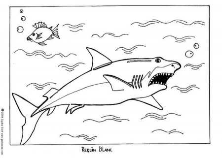 Great White Shark Coloring Pages | Coloring Pages