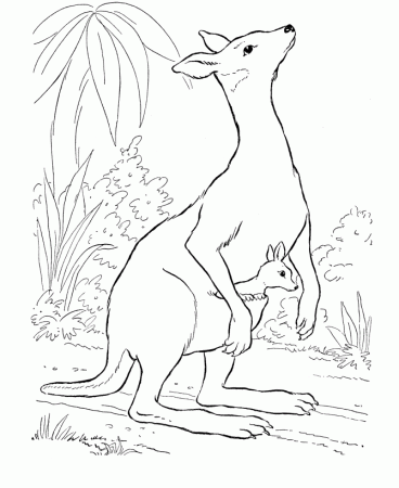 Get Kangaroo Coloring Pages For Kids | Coloring Pages