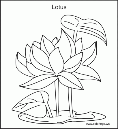 Lotus Flower Coloring Pages - Free Printable Coloring Pages | Free 