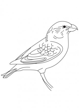 Parrot crossbill coloring page | Download Free Parrot crossbill 