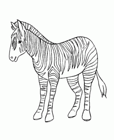 Coloring Book Pages Zebra