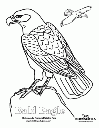 Bald Eagle Coloring Pages - Free Printable Coloring Pages | Free 