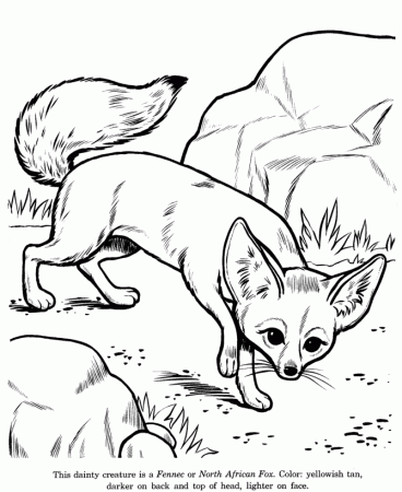 Animal Drawings Coloring Pages | Fennec - North African Fox 