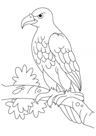 Eagle coloring page | Coloring Pages
